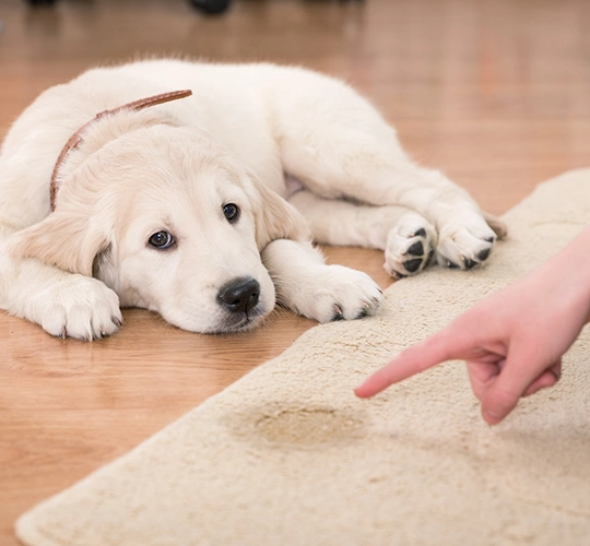 Pet Stain Removal Service